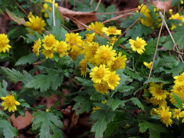 よくぞ集めたキク属図鑑 後編 宇治市植物公園19年12月 4 なつみかんの木々を見上げて