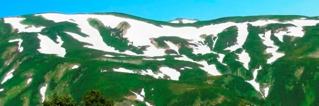 白馬岳の隣の小蓮華山 7月の花 まとめ 山と道 野の花のこと 白馬岳の隣の小蓮華山 7月の花 まとめ 山と道 野の花のこと