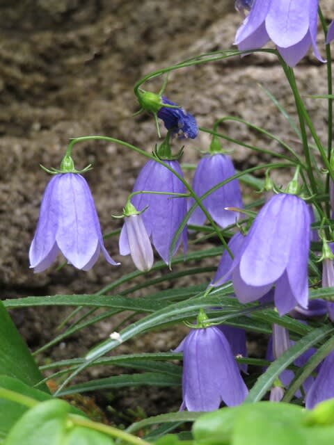 岩から釣鐘型の紫の花が垂れる イワシャジン 箱根シリーズ 062 野の花 庭の花