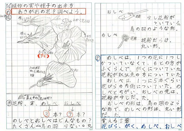 植物の実や種子のできかた あさがおの花を調べよう Totoroの小道