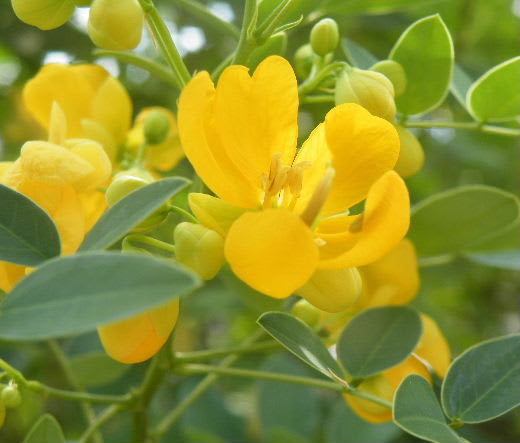 秋の花センナとサルスベリの花 愛媛県宇和島市からの良いたより 秋の花センナとサルスベリの花 愛媛県宇和島市からの良いたより