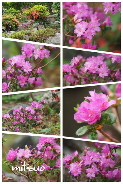 深山霧島の花が咲きました My Garden 19 05 31撮影 団塊オヤジの短編小説goo