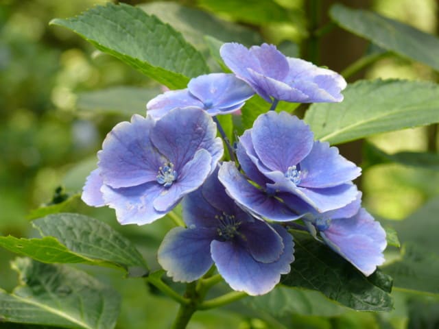 みちのくあじさい園のアジサイ 紫陽花 園芸種 フラウ マリコ 14年７月15日 火 Peaの植物図鑑