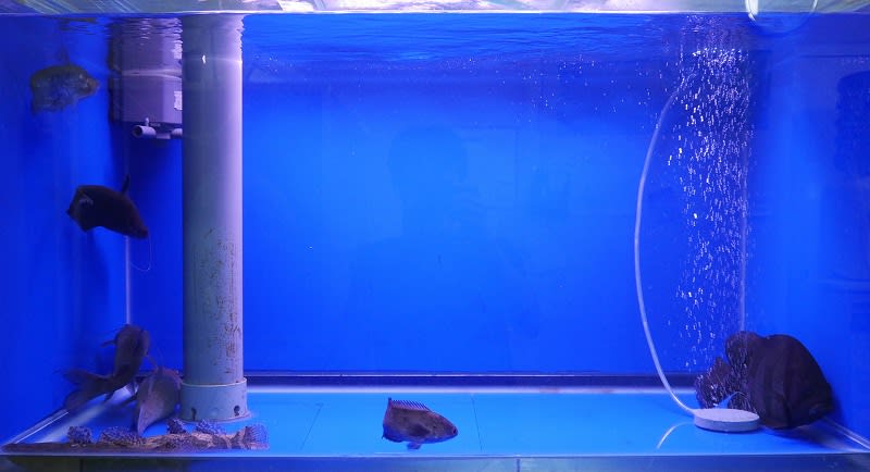 室内1000ガラス水槽 ローカル魚混泳 大型魚飼育 In 神秘の国インドネシア
