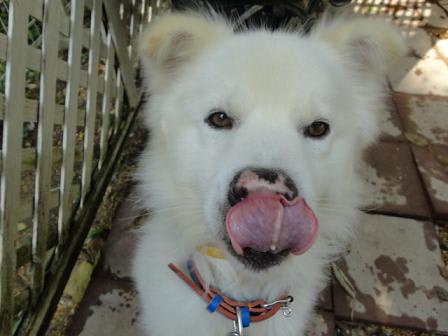 福島原発被災犬 小次郎 のブログ記事一覧 特定非営利活動法人白河花里倶楽部れぽーと 福島原発被災犬 小次郎 のブログ記事一覧 特定非営利活動法人白河花里倶楽部れぽーと