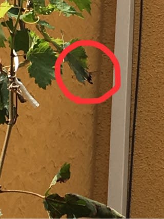 チッチゼミ 小型のセミ クリスマスに向けて痩せるには10月スタートがベターです 脂肪溶解注射1カ月定額 全身痩せ 文化村通りクリニック院長室 美容と健康のかかりつけ医