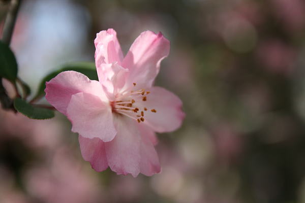 春の鎌倉１ 花の寺 海蔵寺 花と緑を追いかけて
