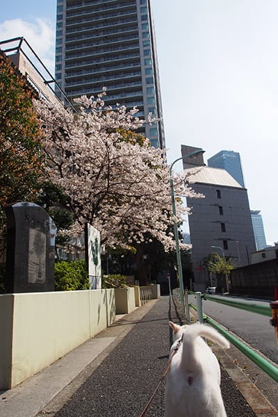 赤坂サカス周辺の桜 カプアン通信