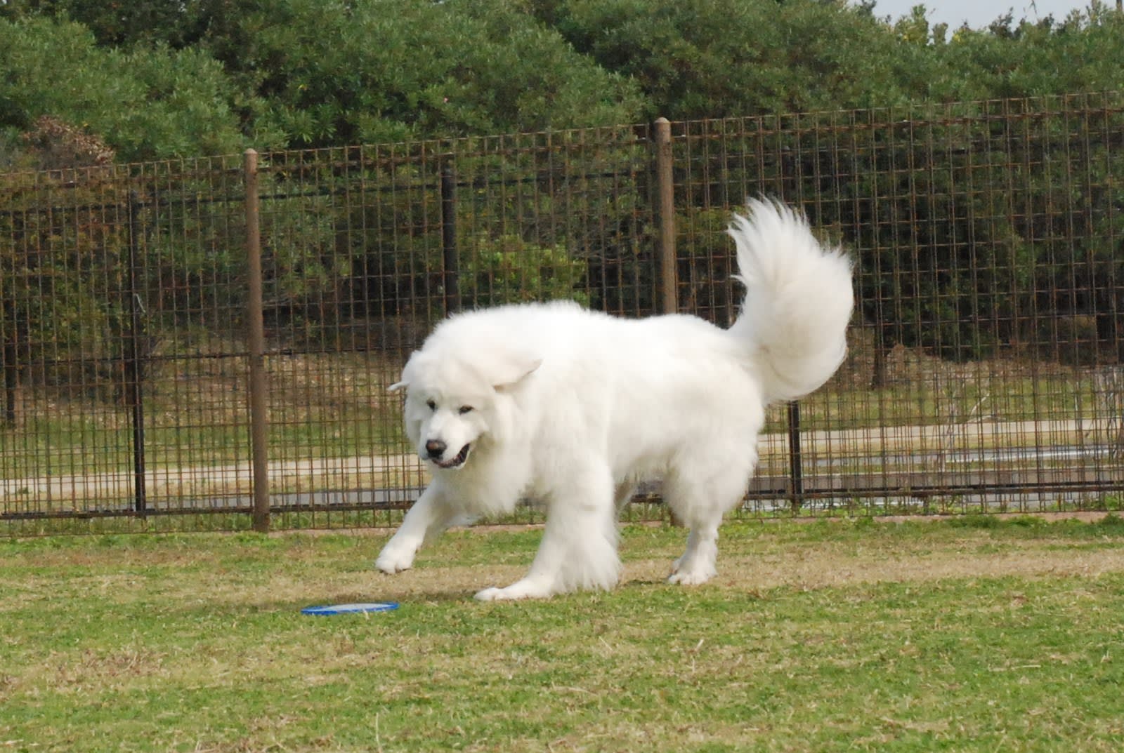 ディスクするピレネー ピレネーの山の犬 ｚｉｏｎ シオン