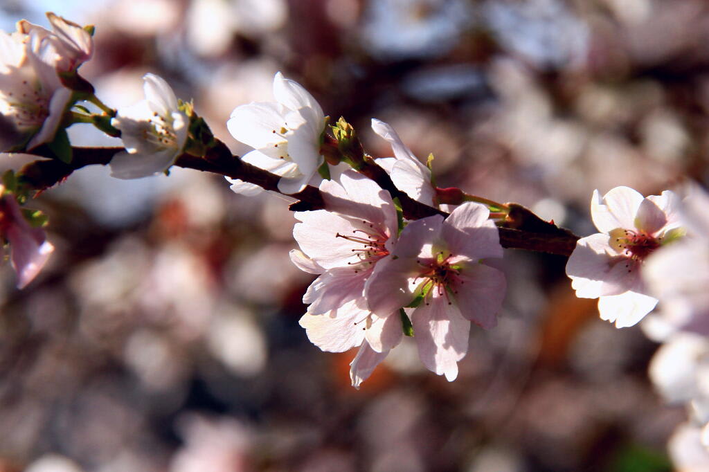 四季桜の画像