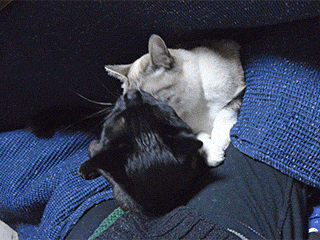 猫侍 猫のおもてなし 猫侍 猫のおもてなし