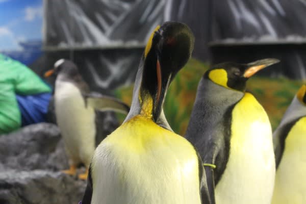 キングペンギンは首が長い ペンギン音頭