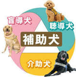 補助犬3