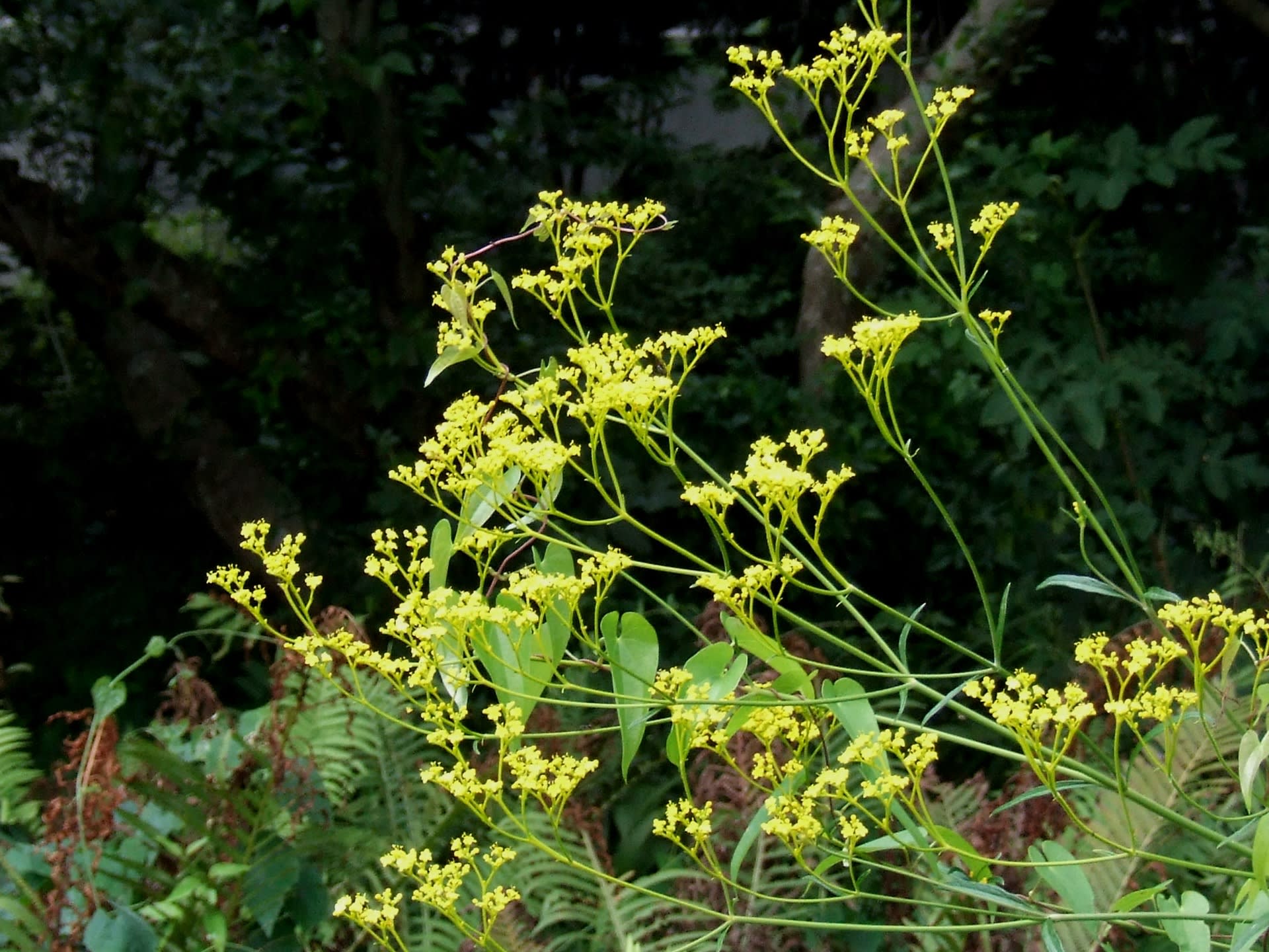 オミナエシ 女郎花 季節の花