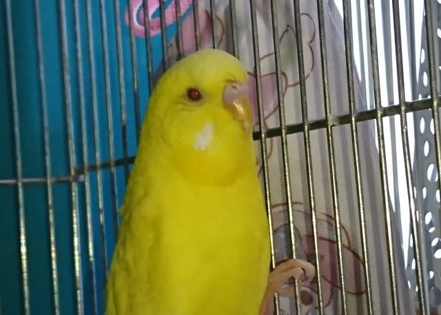 わたしの可愛い小鳥ちゃん 15羽のセキセイインコとの日記