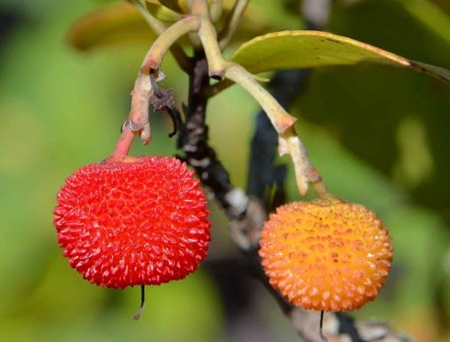 鉢植えの「ヒメイチゴノキ」 - Koba の庭~春夏秋冬 鉢植えの「ヒメイチゴノキ」 - Koba の庭~春夏秋冬