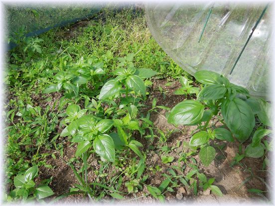 虫さされ薬になる白花鳳仙花の焼酎漬け 試行錯誤の家庭菜園