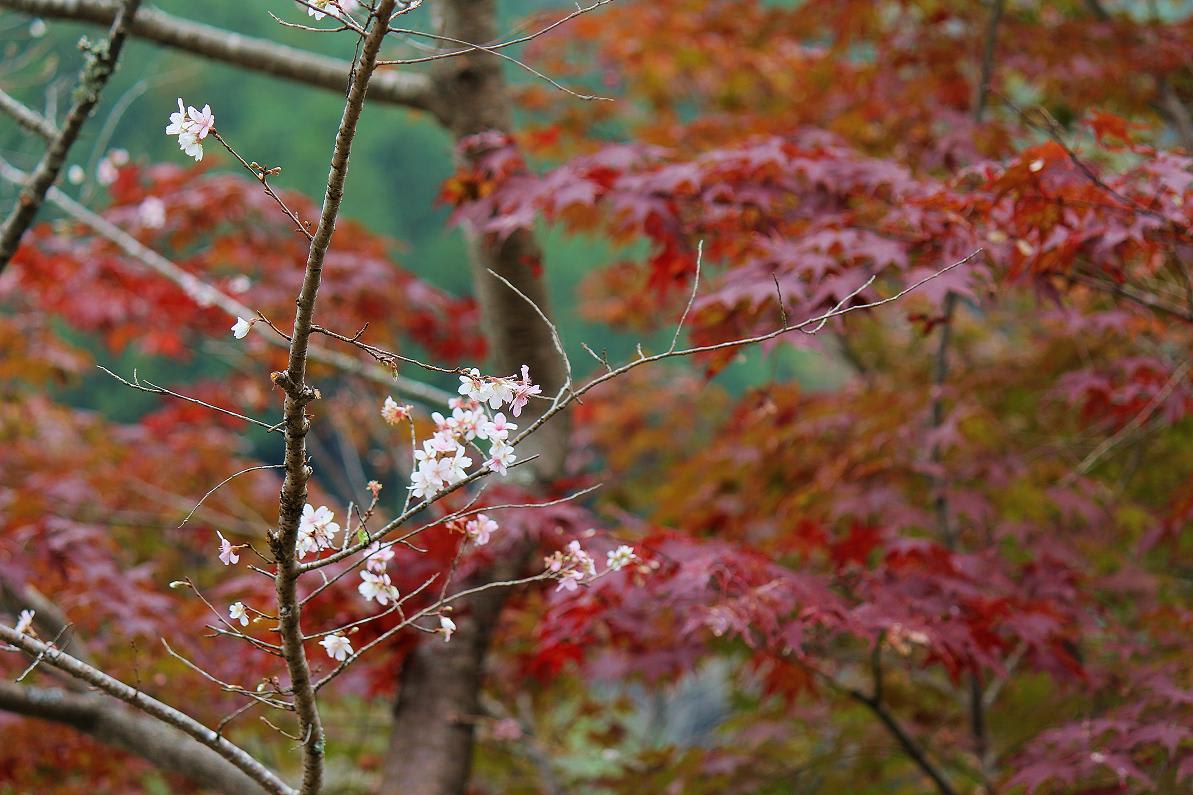 小原四季桜の画像