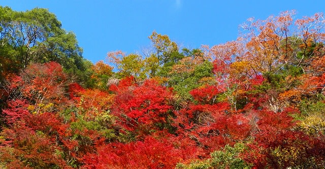 山の紅葉とチドリノキ - 急ぎ足の自然散策