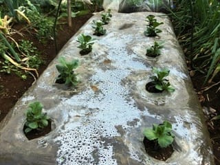 ソラマメ