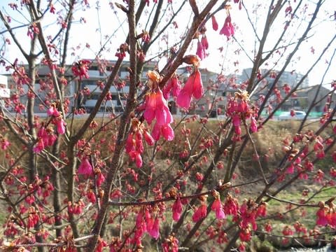 緋寒桜と彼岸桜 四季折々