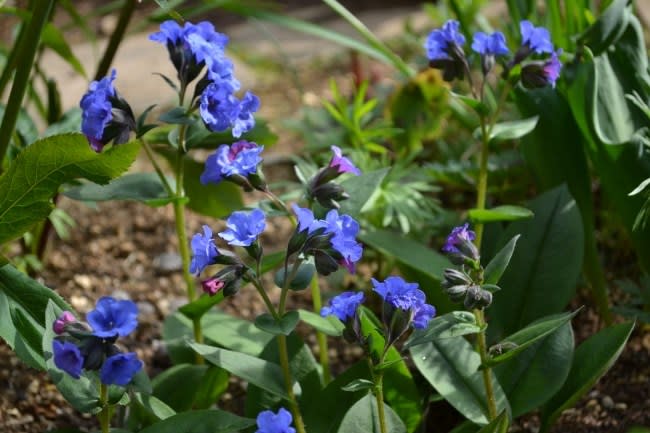 春が咲き進んでいます 青い花たちの庭 Haruの庭の花日記 Haru S Garden Diary
