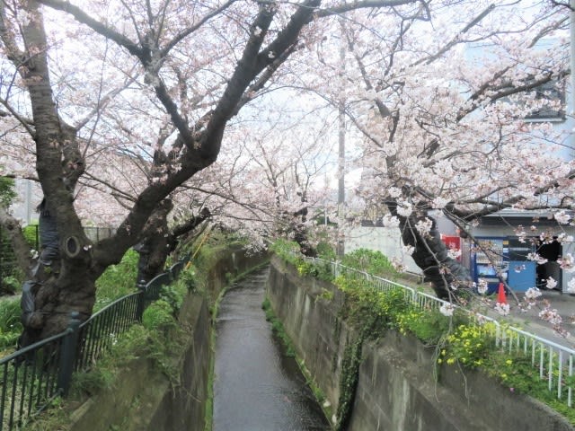 大船の桜 一回り 気ままに