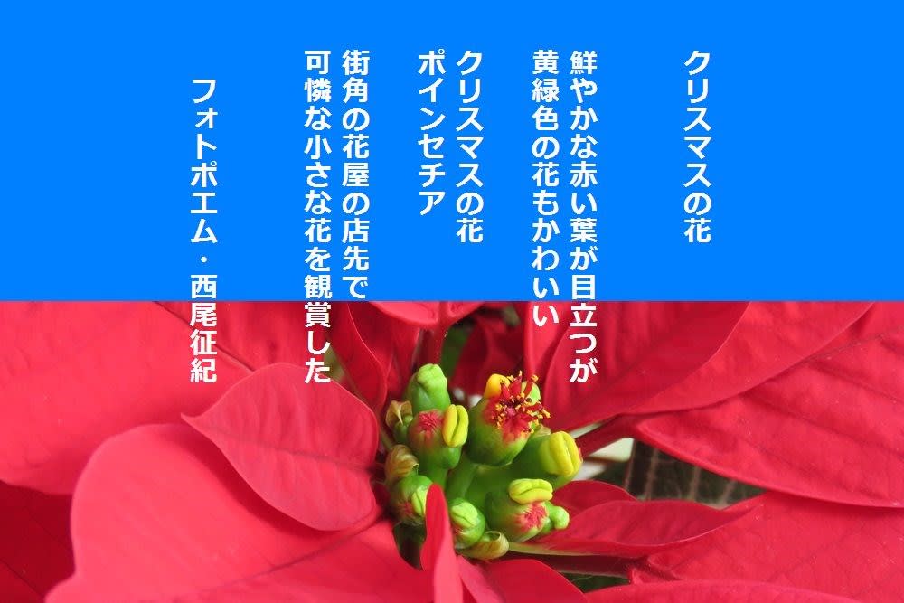 クリスマスの花 夢の飛翔 西尾征紀 Nishio Masanori