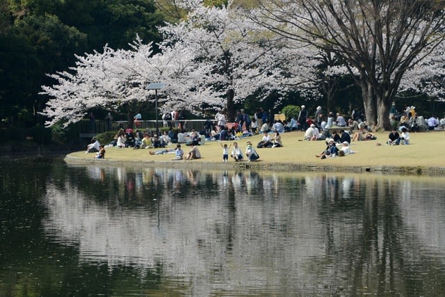 北の丸公園の桜 １ 北の大地そして東京