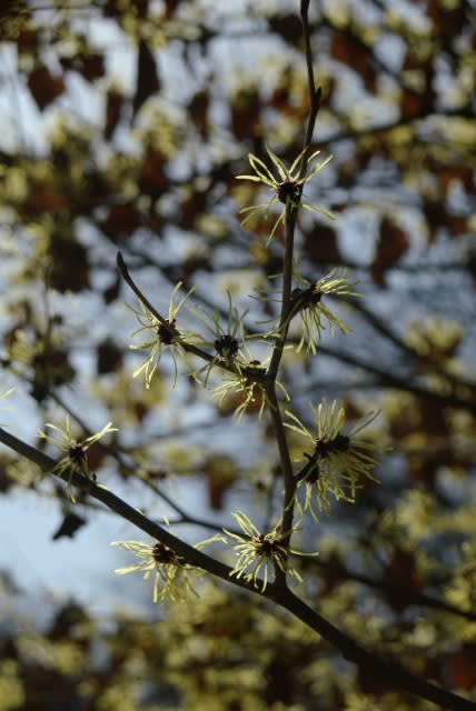 マンサク 早春に咲く花木の花は1月6日の誕生花 Aiグッチ のつぶやき