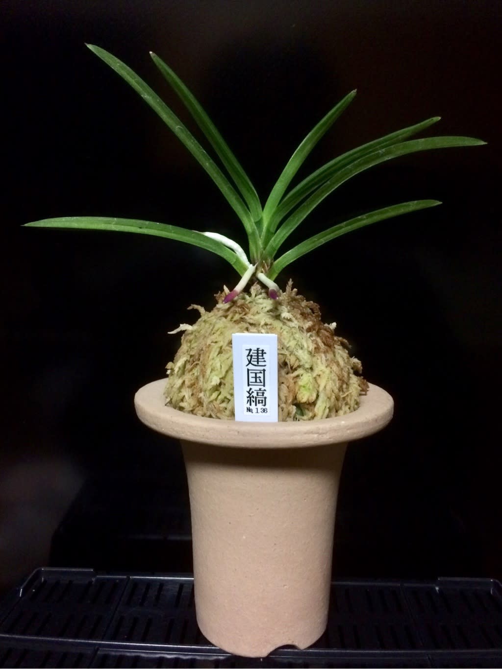 富貴蘭　建国縞No.136 建国殿縞No.136 - 樹上の天使 富貴蘭