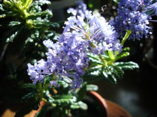 900話 カリフォルニア ライラック California Lilac セアノサス サラリーマンseの園芸12ヶ月