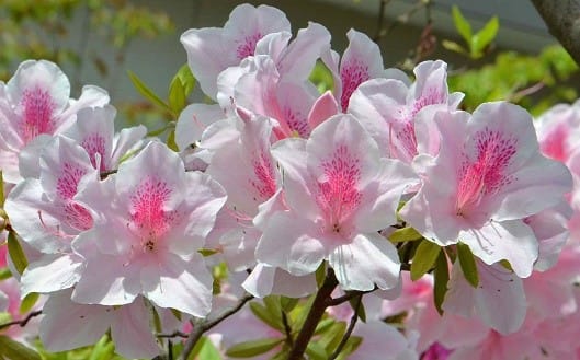 庭のツツジ ４ ピンクの大輪種 Koba の庭 春夏秋冬