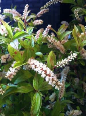 季節の枝物 リョウブ 幸せ色のめがね