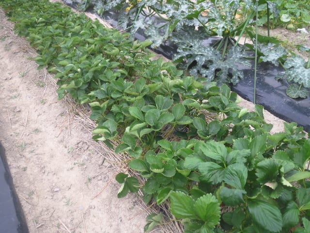 イチゴ終了 そして苗取り用の親株確保 イチゴ栽培のまとめ 大好き 野菜の時間
