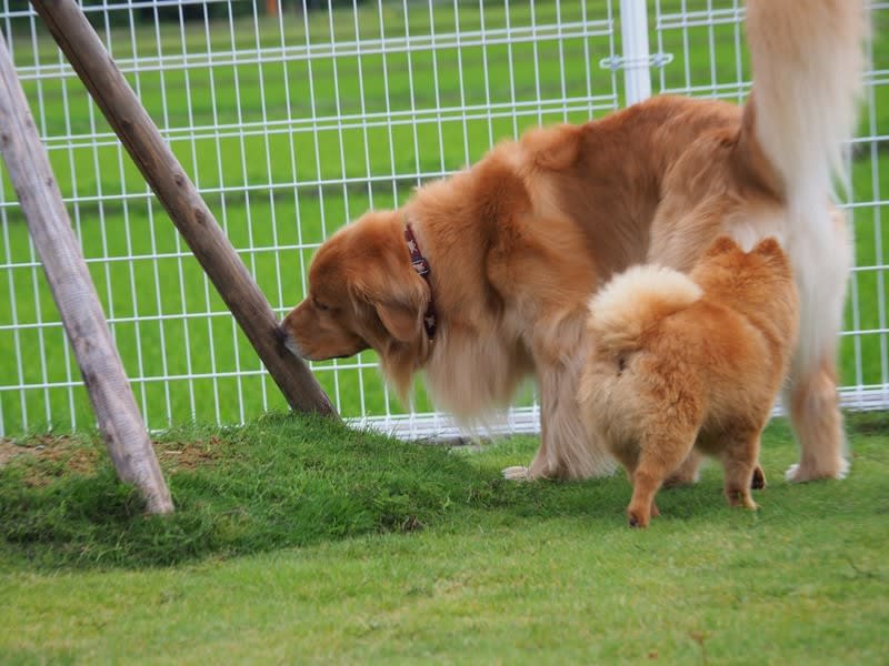 小型犬にマウントされる大型犬ｗ ジャーーック