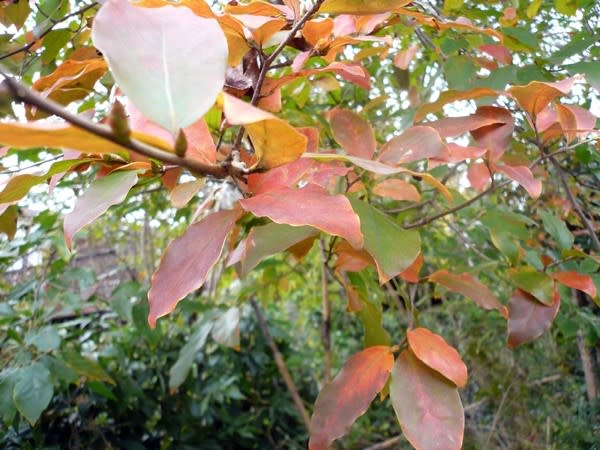1)紅葉 紅葉