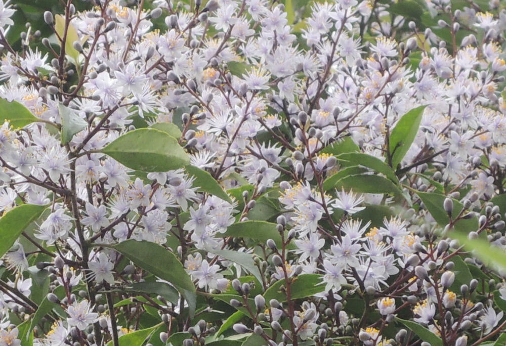 新緑に輝くイタジイの森 アオバナハイノキの清楚な薄紫の花 チョイさんの沖縄日記