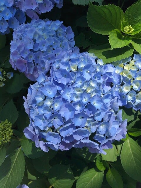 紫陽花 今すぐ君に会いに行こう