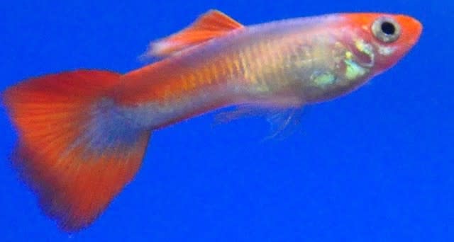 丹頂グッピー国産 アクアウィズのオススメ 熱帯魚