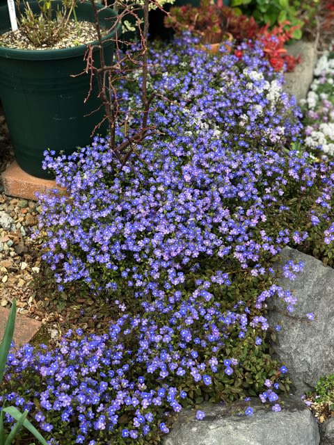 21年振り返り 青い花 雑木と宿根草とクレマチスの小さな庭づくり
