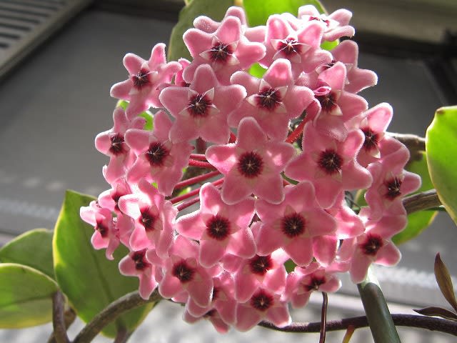 桜蘭 ホヤ カルノーサ リップカラー 蘭すきです 開花記録 暮らしノート