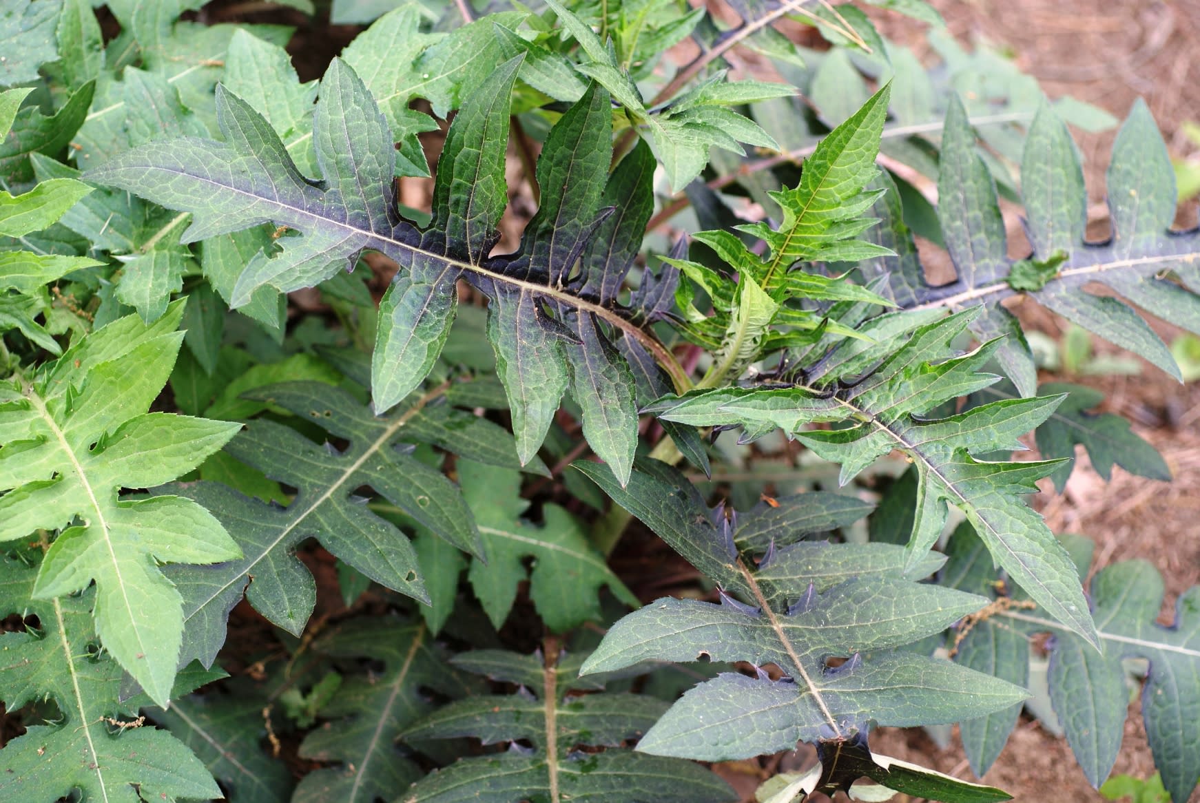 葉や茎を食べるアザミで いちばんの美味はハクサンアザミ 植物生態学者の見た 自然と山の幸