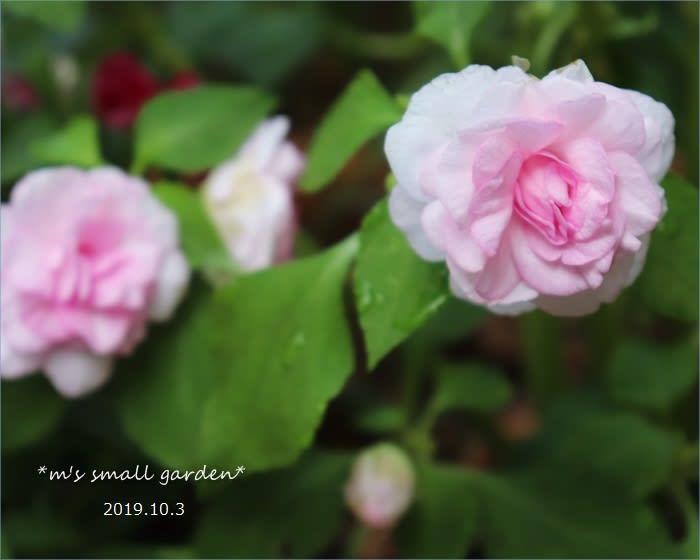 日当たり最低と戦う 下の段花壇リニューアル M S Small Garden Milky Mamaの小さな庭