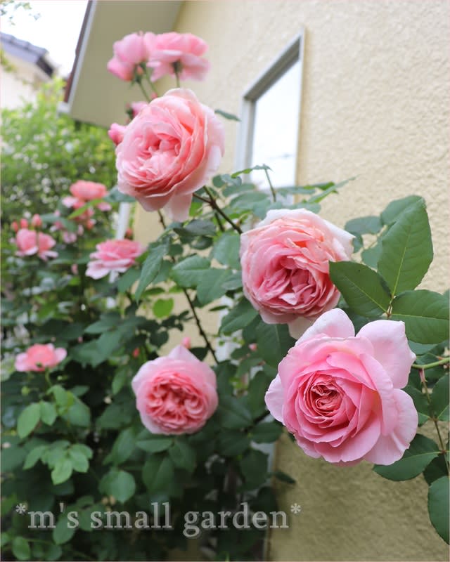半日陰で咲くバラたち フランシスブレイズ クイーンオブスウェーデン ポリアンサローズ M S Small Garden Milky Mamaの小さな庭