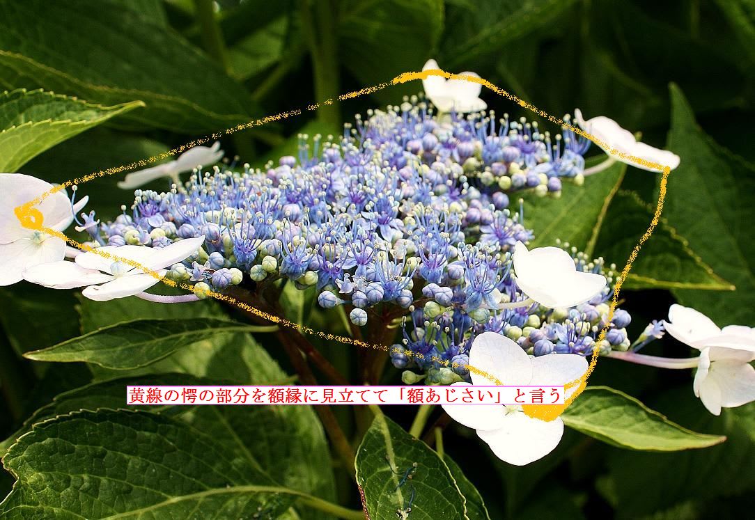 初夏の花「紫陽花」の画像