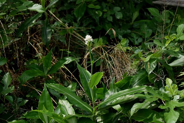 ヤブミョウガ 藪茗荷 山と自然の雑学ノート ヤブミョウガ 藪茗荷 山と自然の雑学ノート