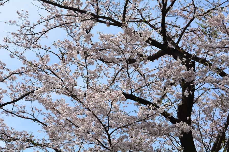 尾根緑道の春の画像