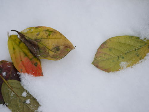 雪の中の彩　落葉した柿の葉