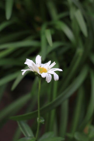 10月から待っていた浜菊がやっと咲きました Granma のデジカメ写真日記 10月から待っていた浜菊がやっと咲きました Granma のデジカメ写真日記